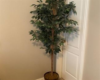 Ficus tree