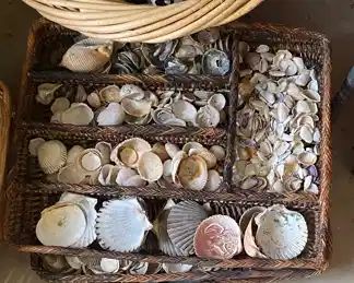 Lots of Assorted Seashells