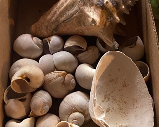 Seashells