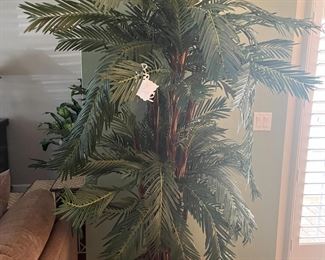 Indoor potted palm