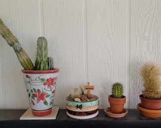 Live Potted Cacti