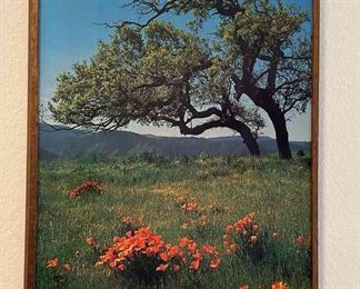 MCM Photo Of California Poppies By Ray Atkeson