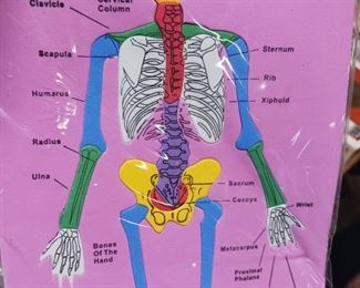 COLOR CODED SKELETON SCIENTIFIC ANATOMY