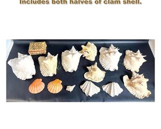 Lot 2116 Collection of Shells, Clam, Conch. Includes both halves of clam shell.