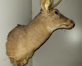 Mounted deer head