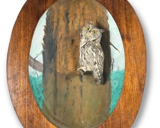 Vintage Screech Owl Taxidermy in Shadow Box