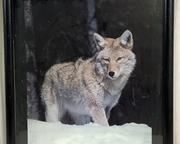 wframed poster print of wolf in snow4071 t