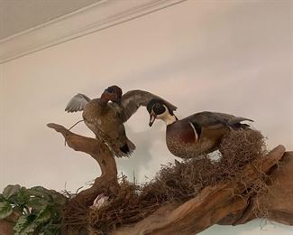Duck taxidermy and driftwood