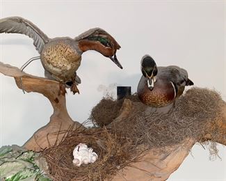 Mounted duck taxidermy on driftwood