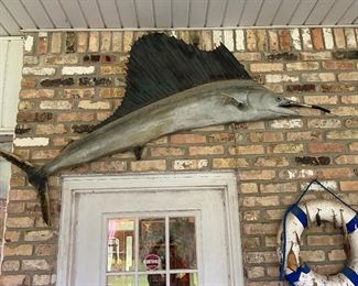 This sailfish taxidermy mount is Bob. He has had a rough life but he is a good guy. 