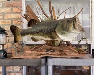 10 pound mounted taxidermy bass
