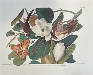 Art Audubon Reprod Black Billed Cuckoo