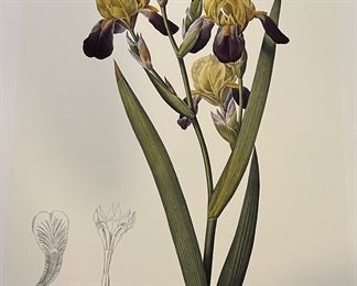 Art Pierre Joseph Redoute Prints Reproductions Iris x 2 