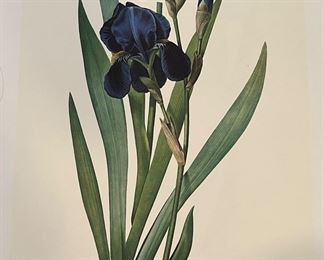 Art Pierre Joseph Redoute Prints Reproductions Iris x 2 