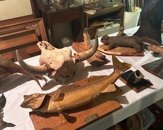 Taxidermy Items