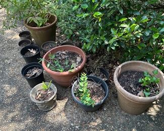 clay pots and plants