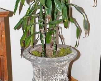 Distressed ceramic pedestal planter with dracena plant x 2