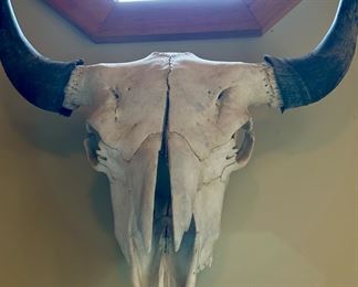 Cow or Bison Skull with Horns