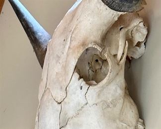 Cow or Bison Skull with Horns