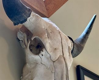 Cow or Bison Skull with Horns