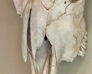 Cow or Bison Skull with Horns
