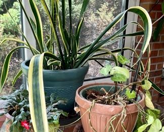 (3) Live Plants With Plastic And Pottery Pots - Christmas Cactus, Snake Plant, And Arrowhead Plant With Vines