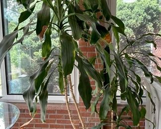 Live Potted Rubber Tree Plant 