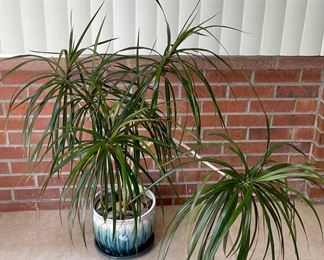 Live Dragon Tree Plant In Blue And White Pottery Pot