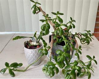 Live Christmas Cactus And A Jade Plant In Ceramic And Plastic Pots