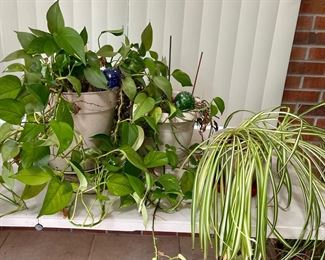 (3) Live House Plants - Spider Plant, (2) Arrowhead Plants - With Art Glass Watering Bulbs