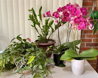 (5) Live House Plants - (3) Orchids