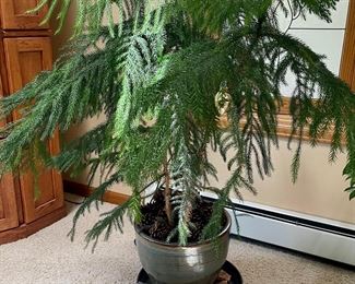 Live Norfolk Island Pine Tree In Large Blue Pottery Planter