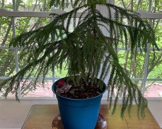 Live Norfolk Island Pine Tree In Plastic Pot
