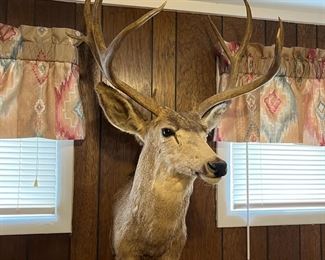 Whitetail Mount