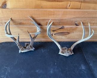 Whitetail Antlers