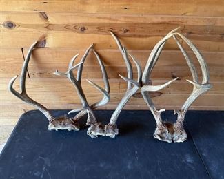 Three Mule Deer Antlers
