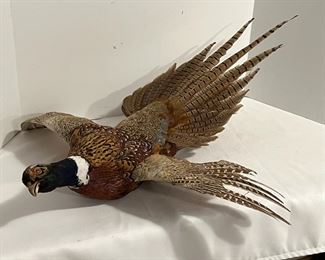 Pheasant Mount