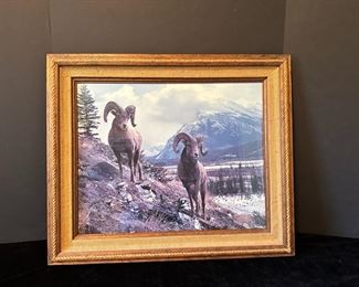 Framed Picture Of Bighorn Sheep