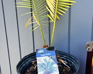 Sago Palm