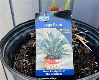 Sago Palm
