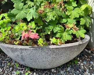 Large Cement Planter with Geranium Plant
