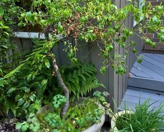 Assortment of Potted Plants/Tree