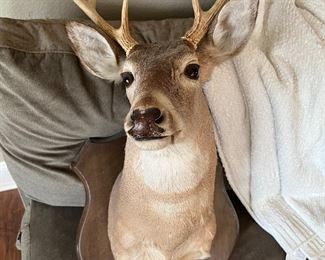 Nice taxidermy deer head