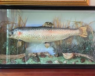 Taxidermy Fish in Case. Measures 39" W x 8" D x 20" H. Photo 1 of 2.