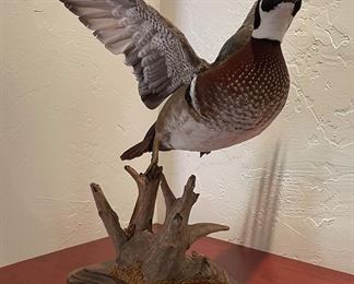 Taxidermy Wood Duck In Flight On Mount. Photo 1 of 2.