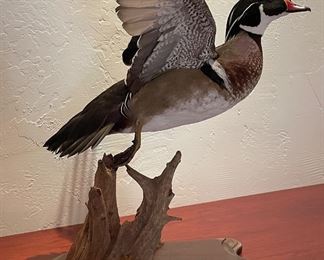 Taxidermy Wood Duck In Flight On Mount. Photo 2 of 2.