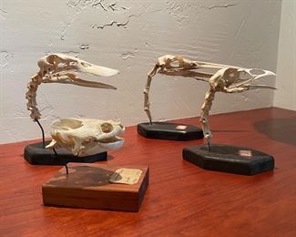 Set of 4 Vintage Mounted Skulls Circa 1936 - Snapping Turtle, Duck, Turkey & Heron.