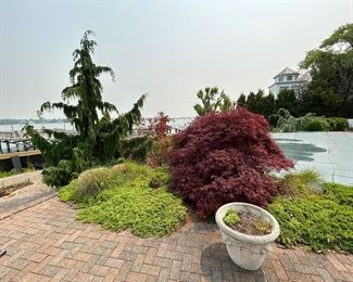 AMAZING LARGEJAPANESE MAPLE TREES, ASSORTED TREES...BRING YOUR ARBORIST!