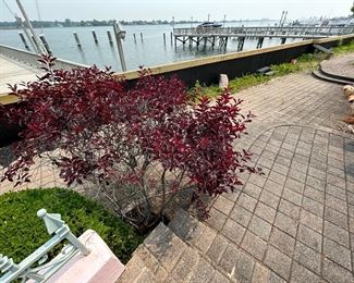 JAPANESE MAPLE TREE-BRING YOUR ARBORIST!