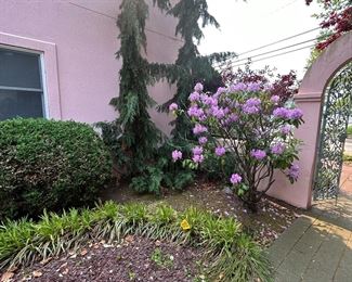 OUTDOOR TREES AND SHRUBS